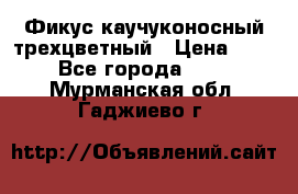 Фикус каучуконосный трехцветный › Цена ­ 500 - Все города  »    . Мурманская обл.,Гаджиево г.